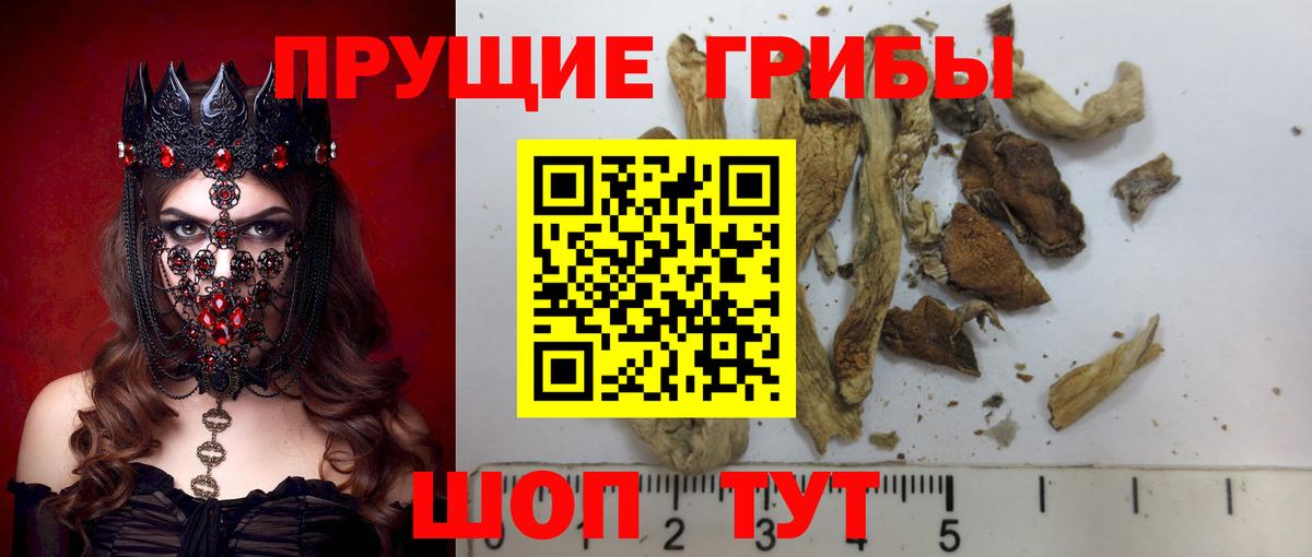 Галлюциногенные грибы Psilocybine cubensis Надым